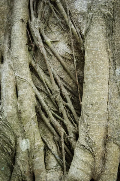 大型的古老树木长满了藤本 — 图库照片