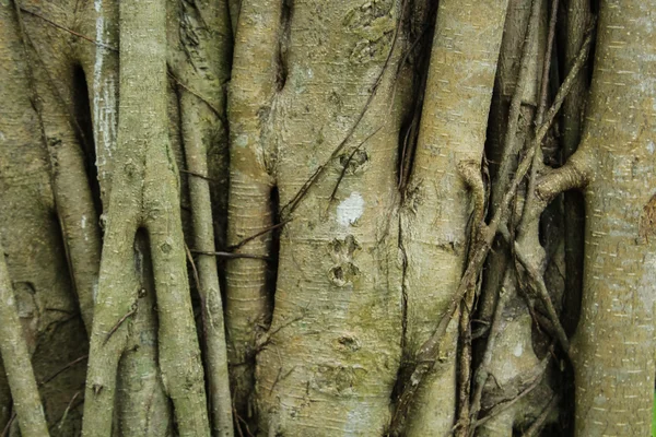 Nagy öreg fákkal benőtt lianas — Stock Fotó
