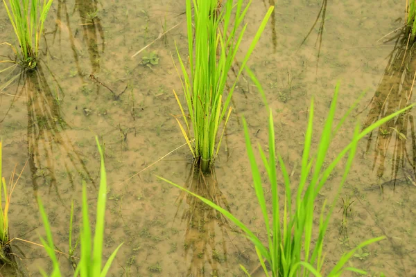 Рисові поля в у Таїланді — стокове фото