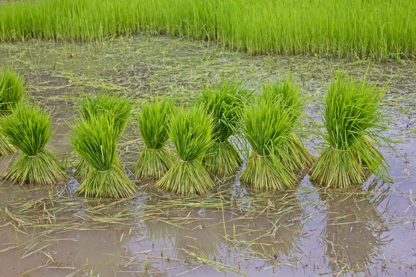 Reisfeld in der Landschaft von Thailand — Stockfoto