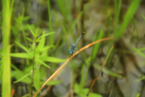Grüne Libelle im Feld — Stockfoto