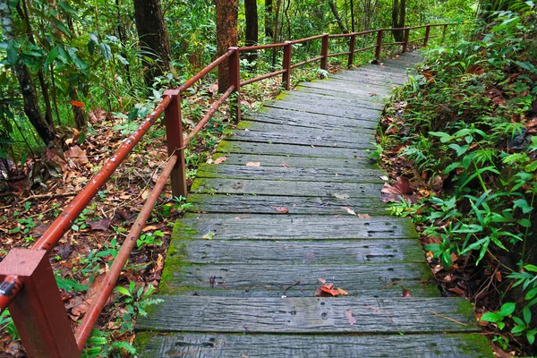 Stone stairs in the forest Stock Picture