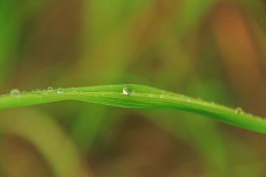 Yaprak çiy damlası