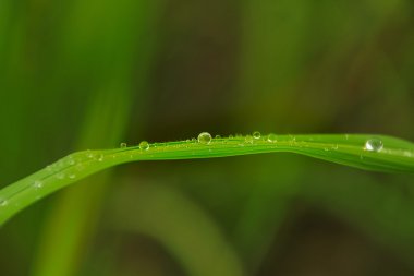 Yaprak çiy damlası