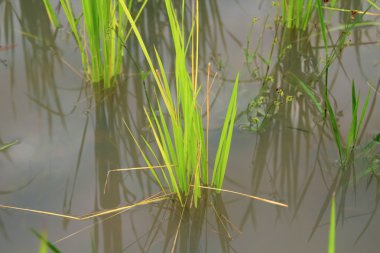 Kırsal alanda pirinç