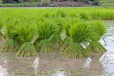 Rice field in countryside of Thailand clipart