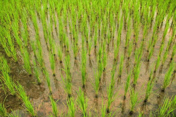 Campo de arroz en el campo —  Fotos de Stock