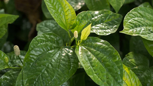 Wildbetal Leafbush или Piper sarmentosum Roxb — стоковое фото