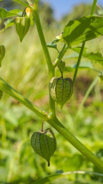 Bahçedeki Cape bektaşi üzümü