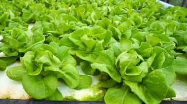 Hydroponic organik, taze salata