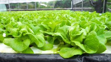 Hydroponic organik, taze salata