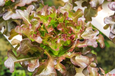 Taze kırmızı meşe salata