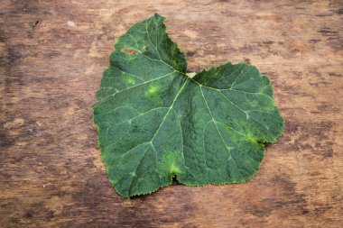 ahşap arka plan kabak yaprağı