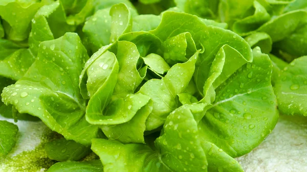 Salada orgânica hidropônica, fresca — Fotografia de Stock