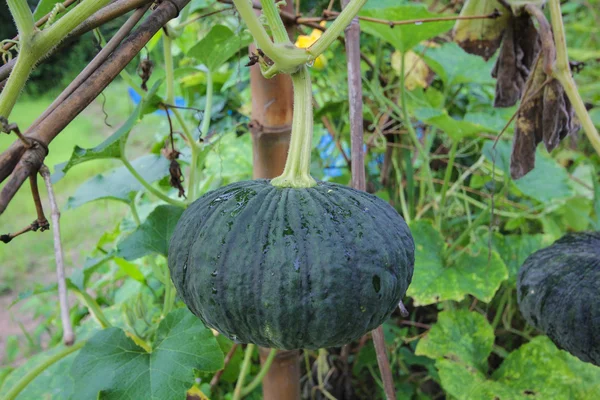 Pumpkin growing in the garden — Stock Photo, Image