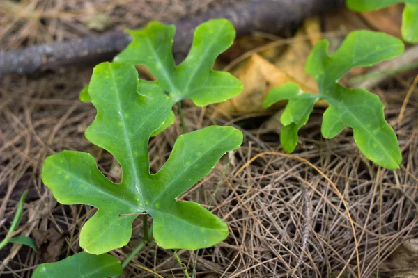 Ivy zucca verdura in giardino — Foto Stock