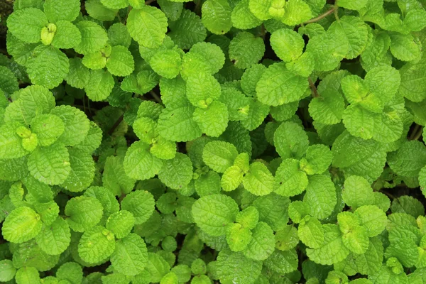 fresh green mint leaves