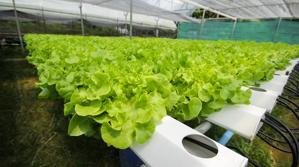 Hydroponic salata, sebze bahçesi