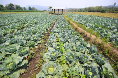 lahana alan, Chiang Mai, Tayland