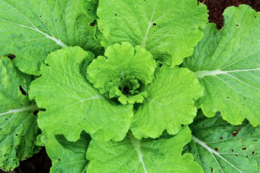 Yeşil Çin Canton sebze