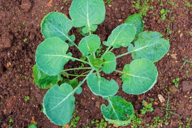 Çince lahana bitkileri, Chiang Mai, Tayland
