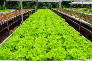 Hydroponic salata, sebze bahçesi