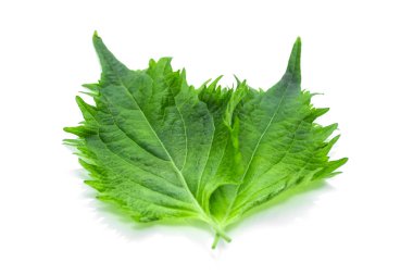 Beyaz arka plan üzerinde shiso yaprak