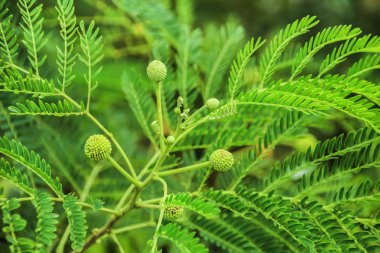 Çiçeklenme ve meyve Tay Leucaena vardır