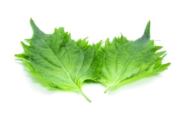 Beyaz arka plan üzerinde shiso yaprak