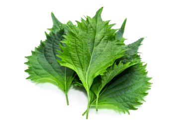 Beyaz arka plan üzerinde shiso yaprak