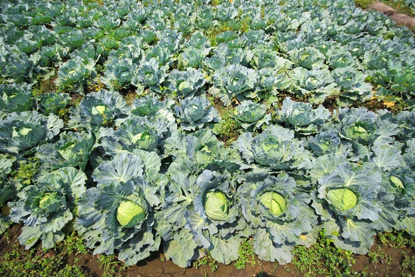 Cabbage field, Chiang Mai, Thailand — Stock Photo, Image