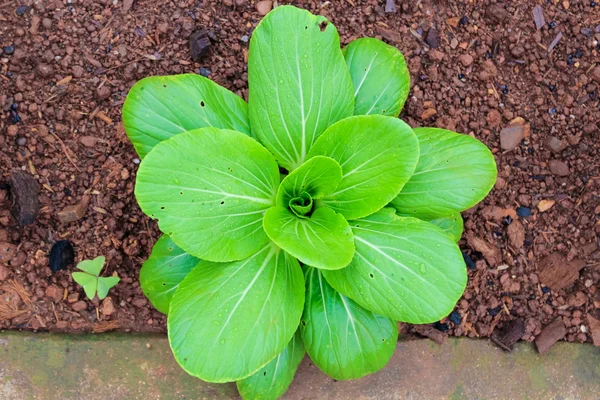 Verde chinês Cantão vegetal — Fotografia de Stock