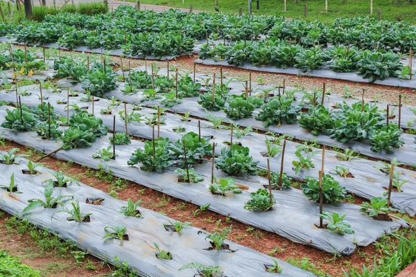 Chinese Kale plants, Chiang Mai, Thailand — Stock Photo, Image