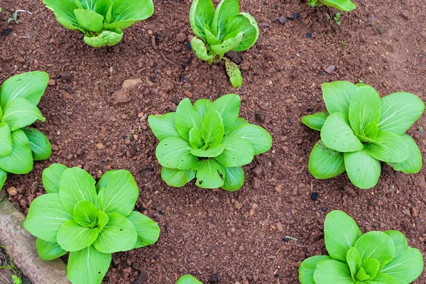 Salada hidropônica, Jardim de legumes — Fotografia de Stock