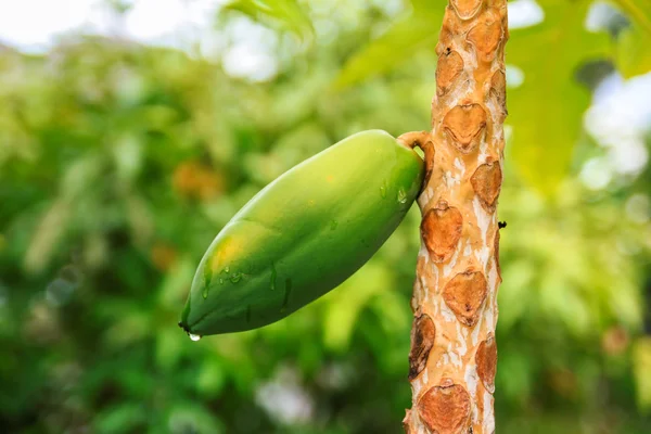 Groene papaja fruit op een boom — Stockfoto