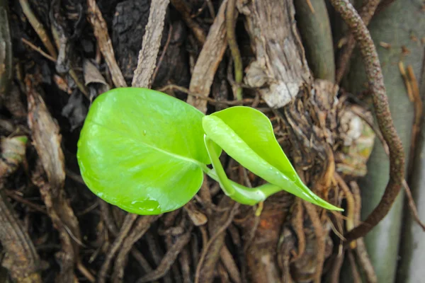 Pothos Aureaus растение, растущее на дереве — стоковое фото