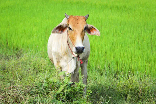 Mucca nella risaia verde — Foto Stock