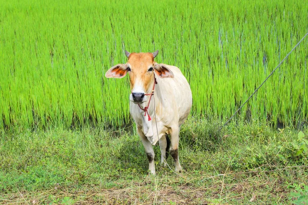 Mucca nella risaia verde — Foto Stock