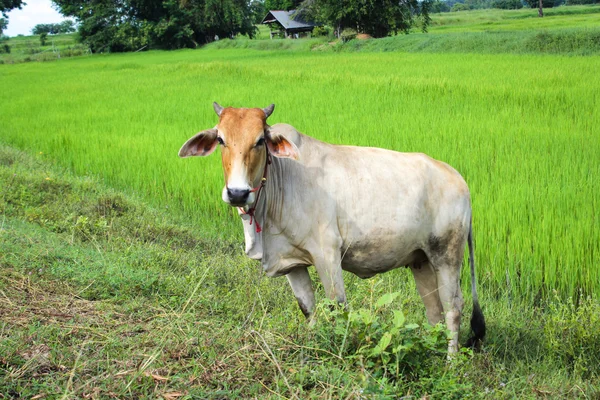 Mucca nella risaia verde — Foto Stock