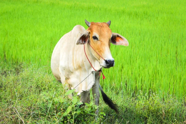 Mucca nella risaia verde — Foto Stock
