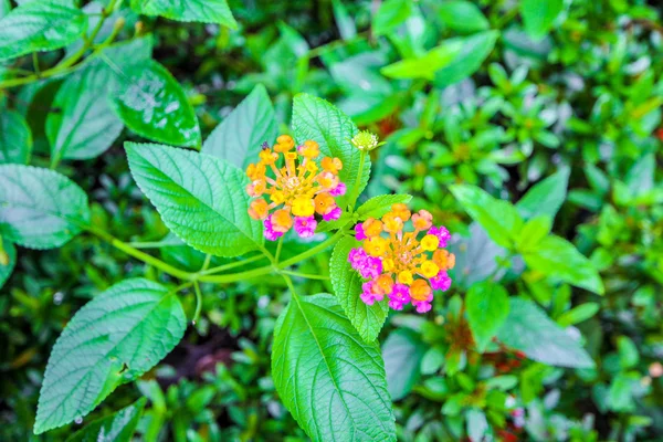 Beautiful Colorful Hedge Flower, Weeping Lantana, Lantana camara Linn — Stock Photo, Image