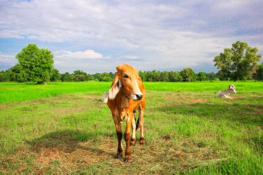 Yeşil pirinç alan'bir inek