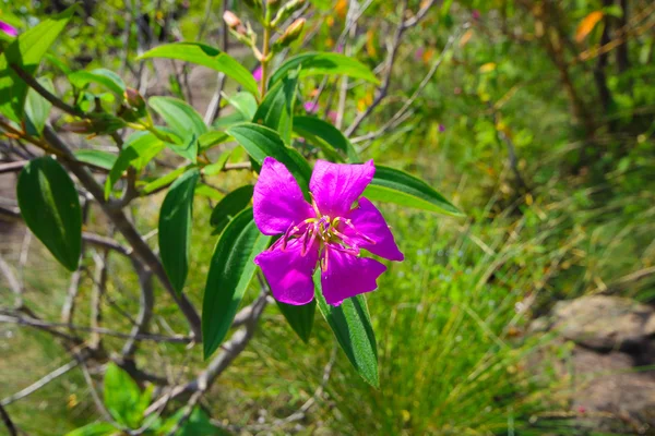 Fiore principessa viola (fiore di gloria, Tibouchina Urvilleana ) — Foto Stock