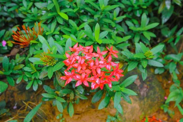 Röd spike blomma. Kung Ixora blommande (Ixora chinensis). Måreväxter blomma, Ixora coccinea — Stockfoto