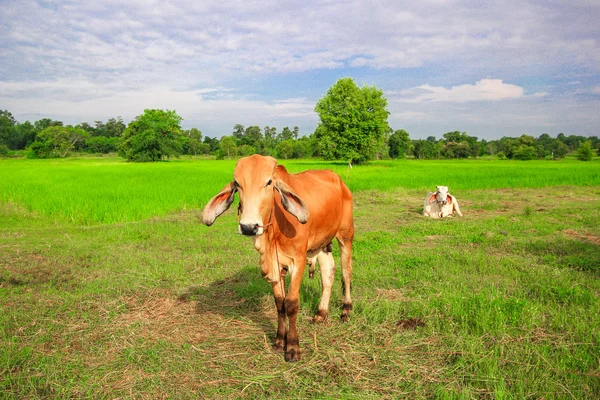 Una mucca nella risaia verde — Foto Stock