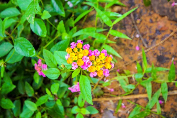 Krásný barevný živý plot Květina, pláč Lantana, Lantana camara Linn — Stock fotografie