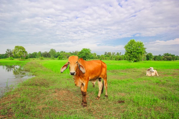 Una vaca en el campo de arroz verde Imágenes De Stock Sin Royalties Gratis