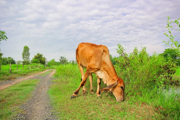 Una mucca nella risaia verde — Foto Stock