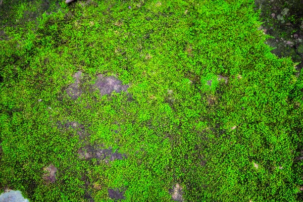 Moss na parede para um belo fundo — Fotografia de Stock