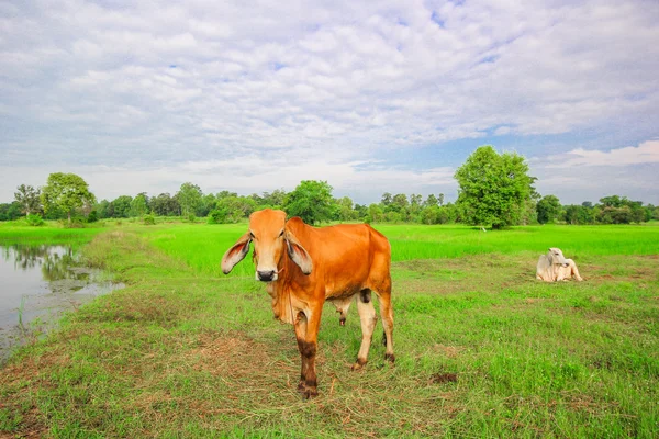 Una mucca nella risaia verde — Foto Stock